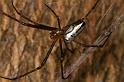 Leucage_granulata_D7700_Z_89_The Gap_Australie
